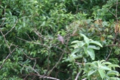 unknown bird sanjose 04
