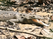 crcodile san pedrillo 04