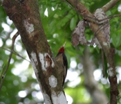 pale billed woodpecker underbelly