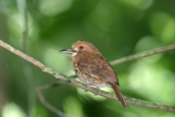 puff bird individual