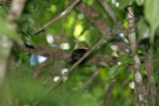 red capped manakin