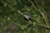 IMG 7718