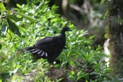 black guan 07 04