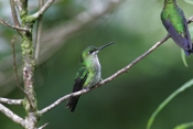 green crowned brilliant