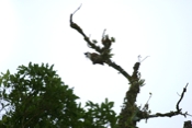 three waddled bell bird