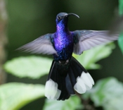 violet sabrewing display