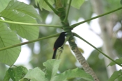 scarlet rumped tanager 04