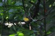 black headed trogon female 07 04