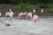 roseate spoonbill 07 04 b