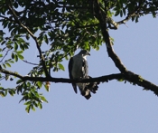 slaty backed forest falcon 07 04