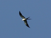 swallow tailed kite 07 04
