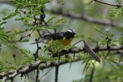 Bananaquit Perched
