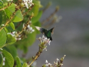 Blue-tailed Emerald Feeding