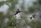 Blue-tailed Emerald Hover