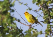 Saffron Finch Fluffed