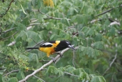 Venezuelan Troupial Look