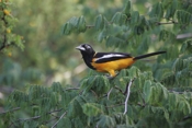 Venezuelan Troupial Side View