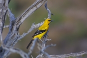 Yellow Oriole Profile