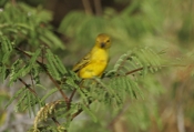 Yellow Warbler Female Front