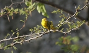 Yellow Warbler View