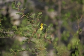 Yellow Warbler