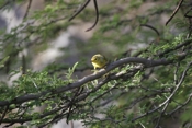 Yellow Warbler Front