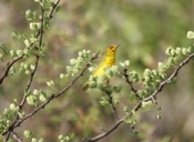 Yellow Warbler Head