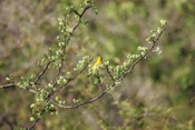 Yellow Warbler Male View