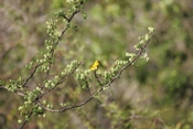 Yellow Warbler Male Front