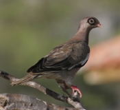 Bare-eyed Pigeon side view