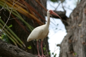 White Ibis