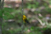 Prothonotary Warbler Perspective