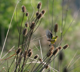 Full Size Image = 782 K