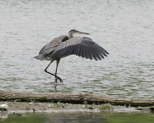 Full Size Image = 2277 K