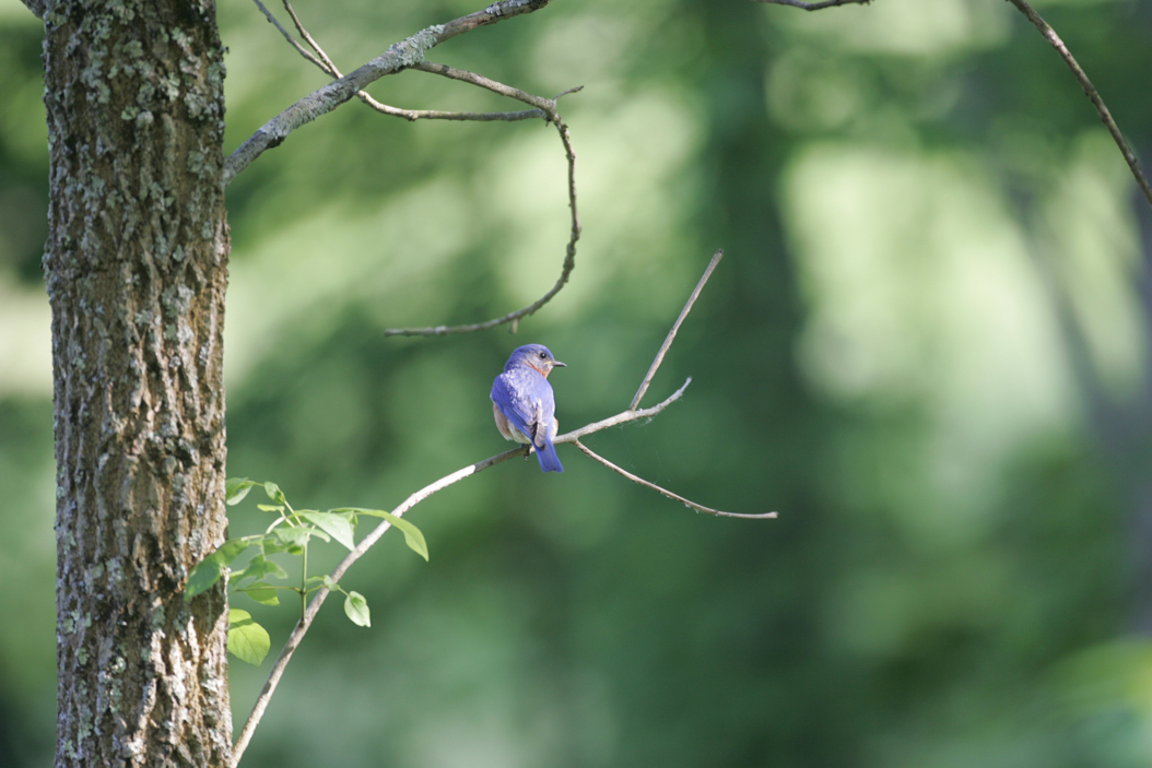 Full Size Image = 5924 K