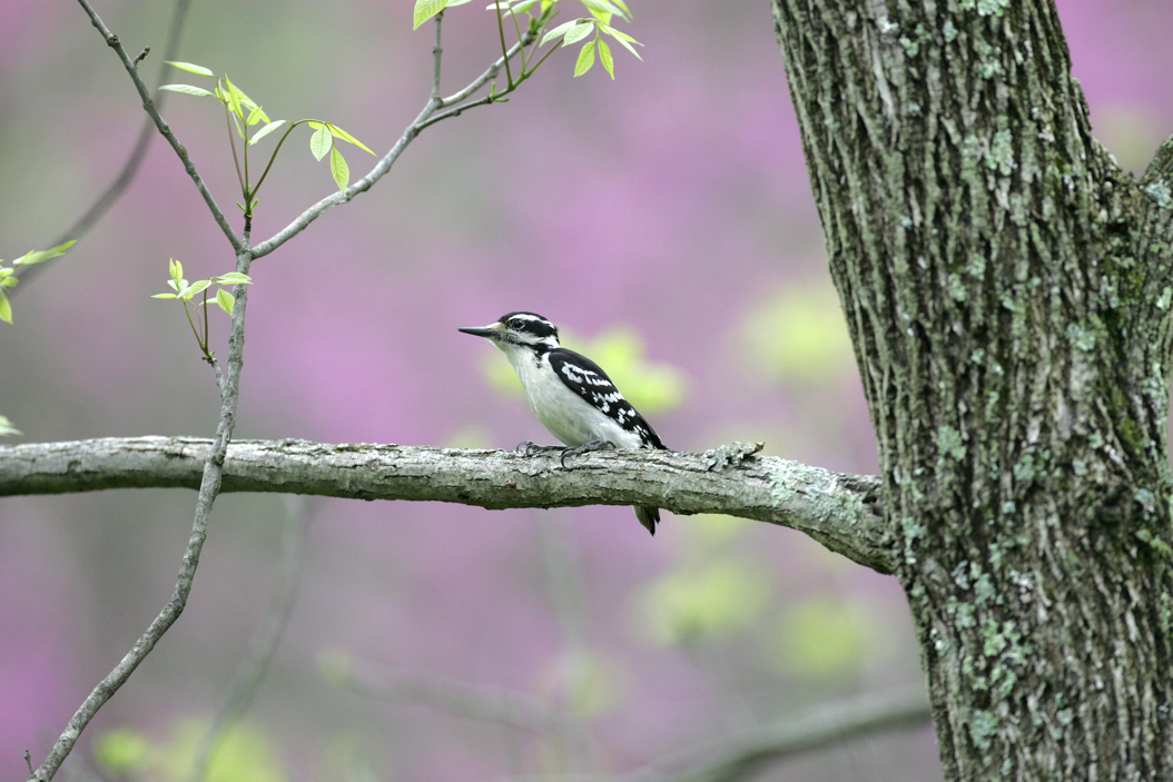 Full Size Image = 8514 K