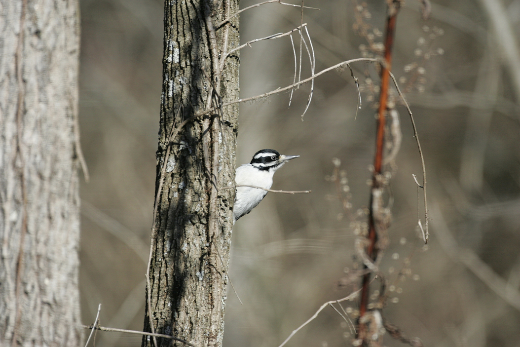 Full Size Image = 6912 K