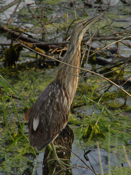 American Bittern
