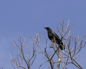 American Crow