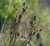 American Goldfinch male