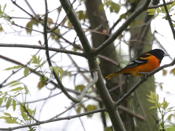Baltimore Oriole male