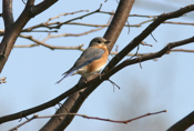 Eastern Bluebird female