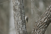 Brown Creeper side