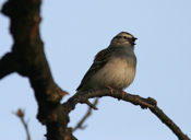 Chipping sparrow evening0415 