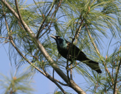 Common Grackle