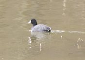American Coot