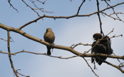 Brown-headed Cow Birds