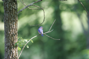 Eastern Bluebird