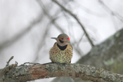 Northern Flicker Front
