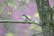 Hairy Woodpecker profile